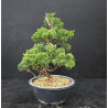 Juniperus chinensis Kishu