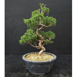 Juniperus chinensis Kishu