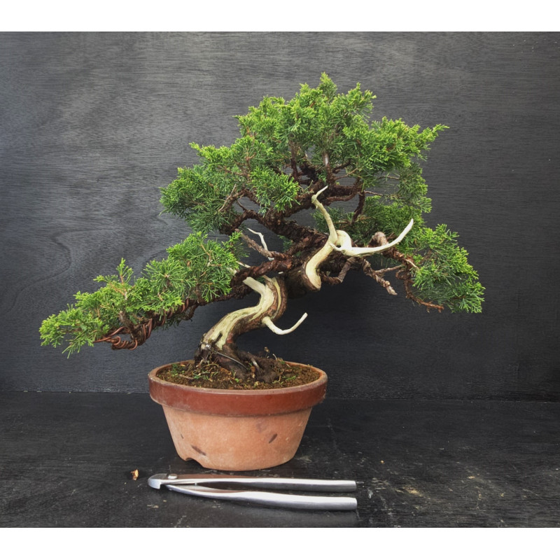 Juniperus Itoigawa