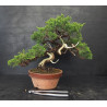 Juniperus Itoigawa