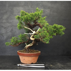 Juniperus Itoigawa