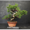 Juniperus Itoigawa