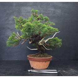 Juniperus Itoigawa