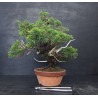 Juniperus Itoigawa