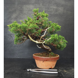 Juniperus Itoigawa