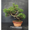 Juniperus Itoigawa