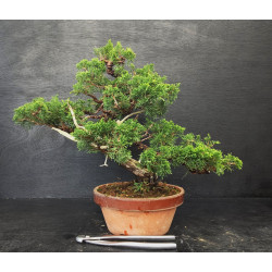 Juniperus Itoigawa