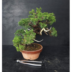 Juniperus Itoigawa