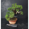 Juniperus Itoigawa