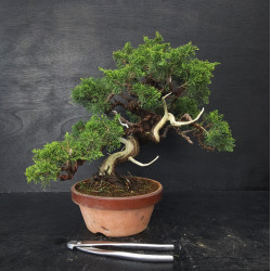 Juniperus Itoigawa