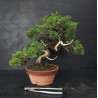 Juniperus Itoigawa