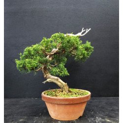 Juniperus Itoigawa