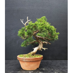 Juniperus Itoigawa