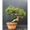 Juniperus Itoigawa