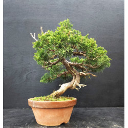 Juniperus Itoigawa