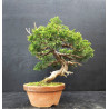 Juniperus Itoigawa