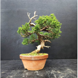 Juniperus Itoigawa