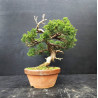 Juniperus Itoigawa