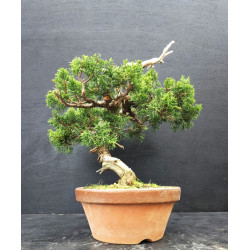 Juniperus Itoigawa