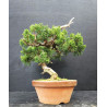 Juniperus Itoigawa