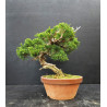 Juniperus Itoigawa