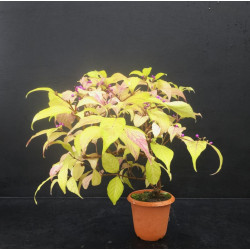 Bonsai Callicarpa japonica