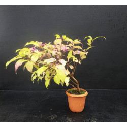 Bonsai Callicarpa japonica