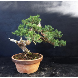 Juniperus chinensis Kishu