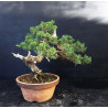 Juniperus chinensis Kishu