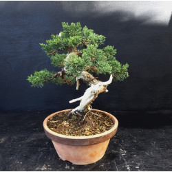 Juniperus chinensis Kishu