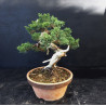 Juniperus chinensis Kishu