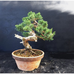 Juniperus chinensis Kishu