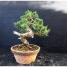 Juniperus chinensis Kishu