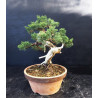 Juniperus chinensis Kishu