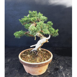 Juniperus chinensis Kishu