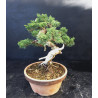 Juniperus chinensis Kishu