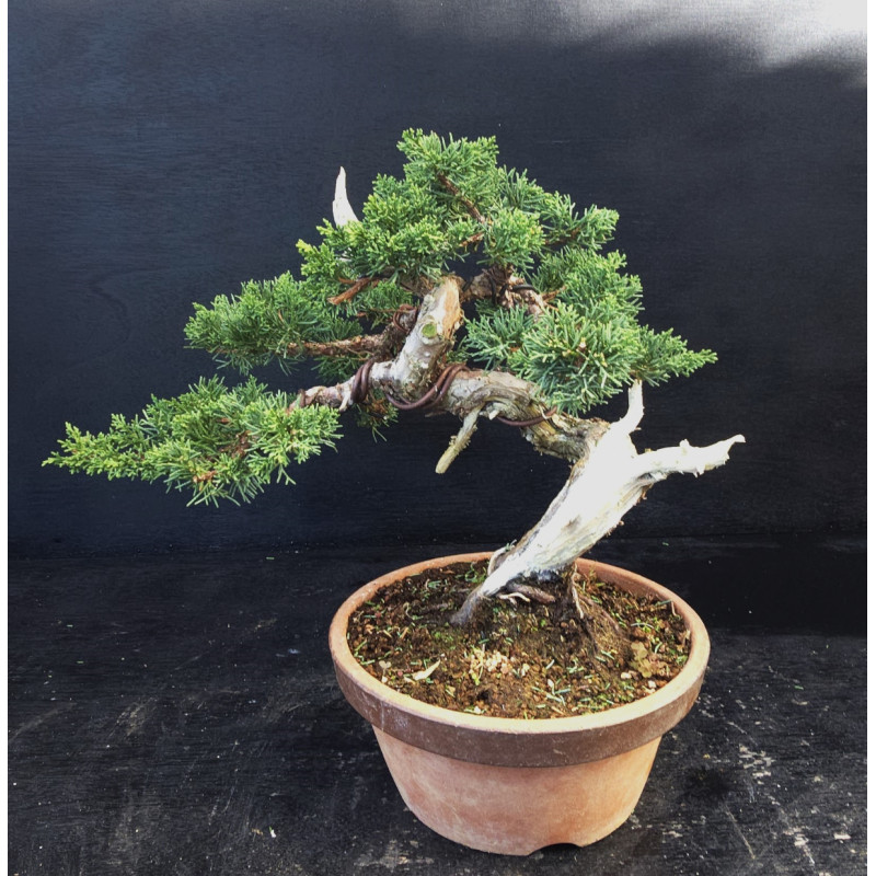 Juniperus chinensis Kishu