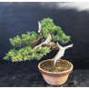 Juniperus chinensis Kishu