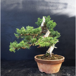 Juniperus chinensis Kishu