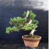 Juniperus chinensis Kishu