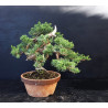 Juniperus chinensis Kishu