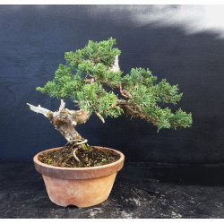 Juniperus chinensis Kishu