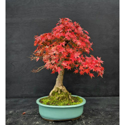 Acer palmatum Kikuhime -...