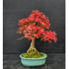 Acer palmatum Kikuhime - Erable du Japon