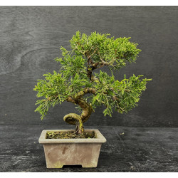 Juniperus chinensis - genevrier