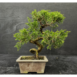 Juniperus chinensis -...