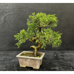 Juniperus chinensis - genevrier