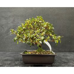 Bonsai Azalée - Satsuki "kangiten"