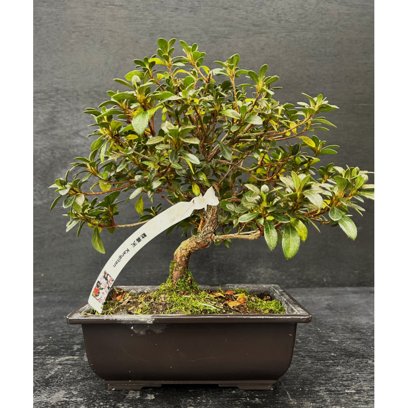 Bonsai Azalée - Satsuki "kangiten"