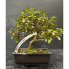 Bonsai Azalée - Satsuki "kangiten"